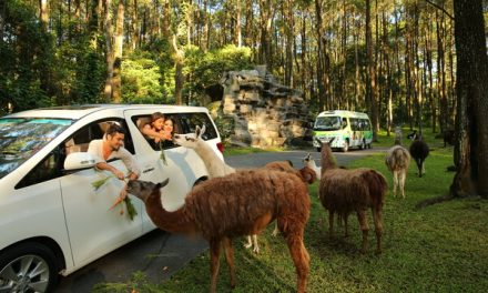 Taman Safari Indonesia: Perpaduan Wisata Dan Konservasi Satwa