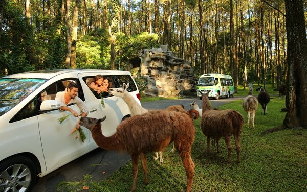 Taman Safari Indonesia: Perpaduan Wisata Dan Konservasi Satwa