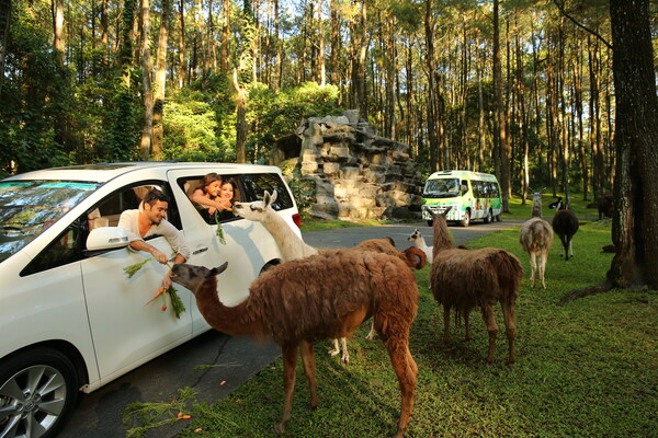 Taman Safari Indonesia: Perpaduan Wisata Dan Konservasi Satwa