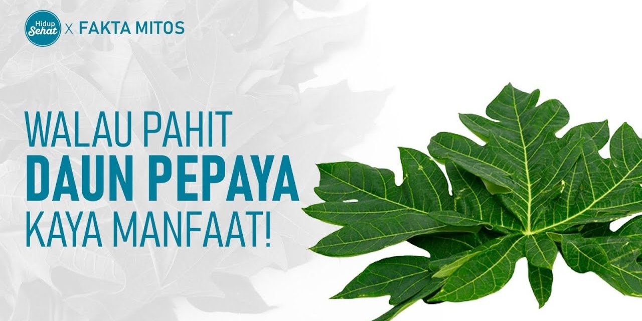 Khasiat Daun Papaya Menjaga Kesehatan Secara Menyeluruh
