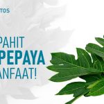 Khasiat Daun Papaya Menjaga Kesehatan Secara Menyeluruh