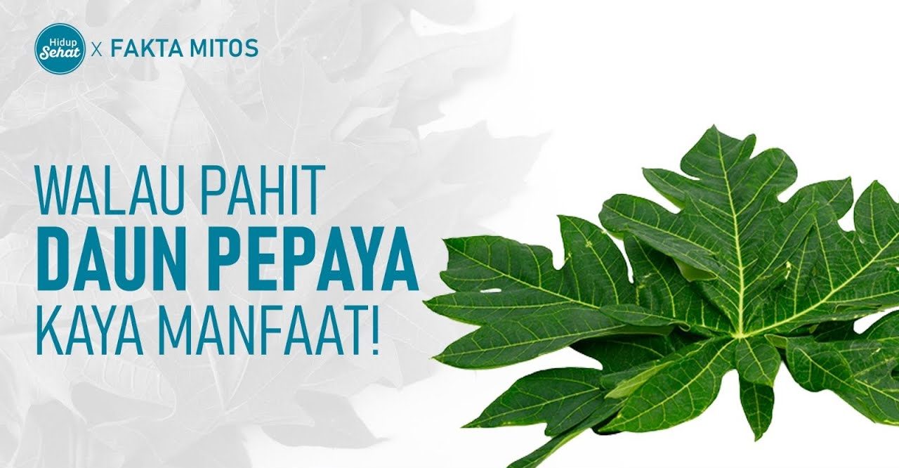 Khasiat Daun Papaya
