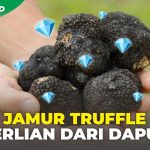 Keunikan Jamur Truffle Membuat Hidangan Anda Semakin Mahal