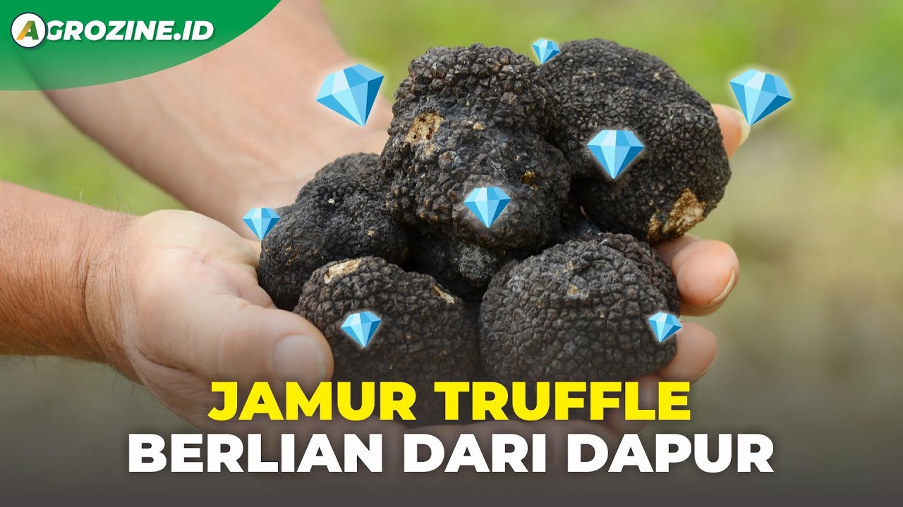 Keunikan Jamur