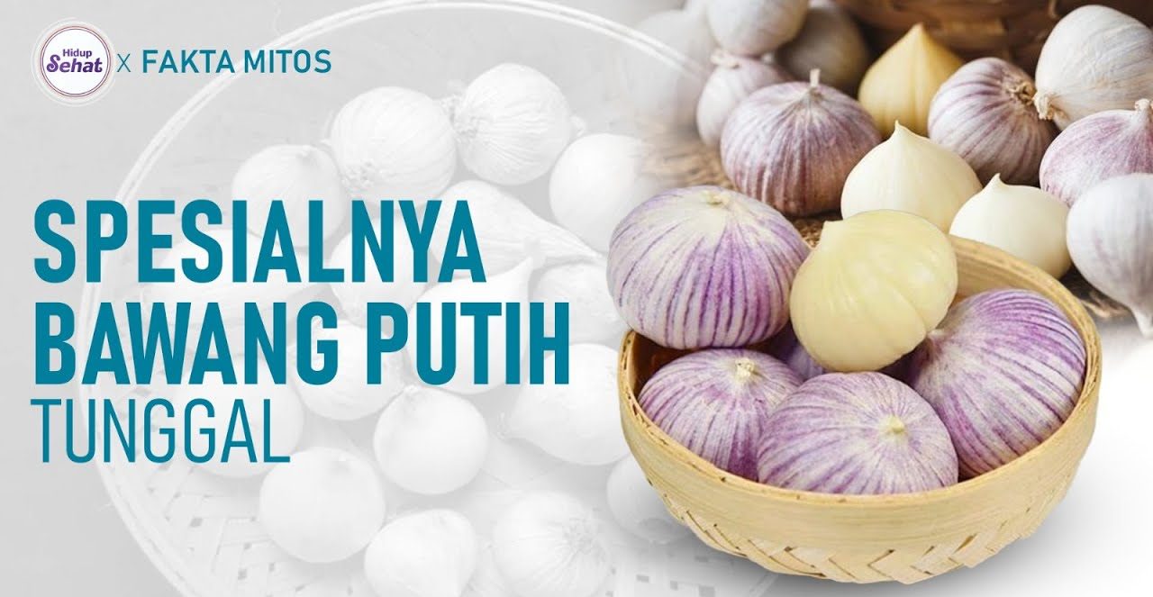 Khasiat Bawang Lanang