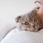 Kucing Bisa Mengalami Alergi Terhadap Manusia, Ini Kata Dokter