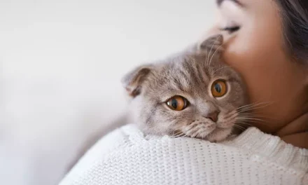Kucing Bisa Mengalami Alergi Terhadap Manusia, Ini Kata Dokter
