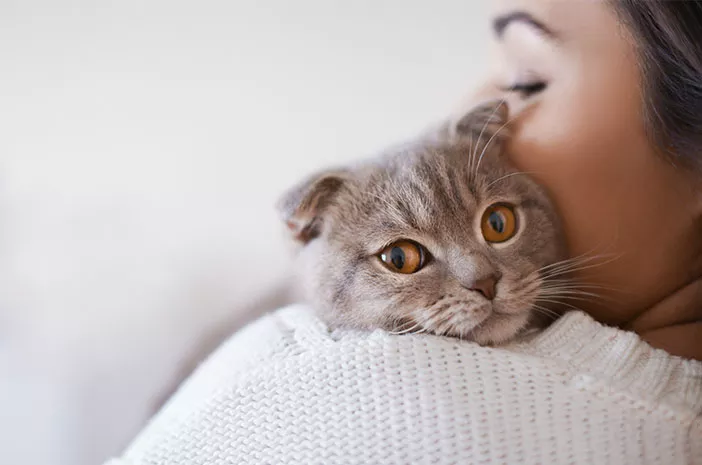 Kucing Bisa Mengalami Alergi Terhadap Manusia, Ini Kata Dokter