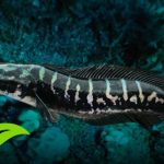 Toman (Channa Micropeltes) Ikan Predator Yang Sangat Populer