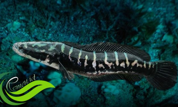 Toman (Channa Micropeltes) Ikan Predator Yang Sangat Populer